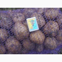 Продам картоплю сіфра 20т