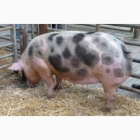 Реалізуємо (продамо) свиней м#039;ясної породи