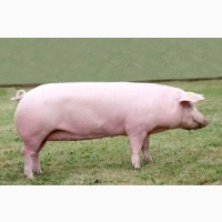 Реалізуємо (продамо) свиней м#039;ясної породи