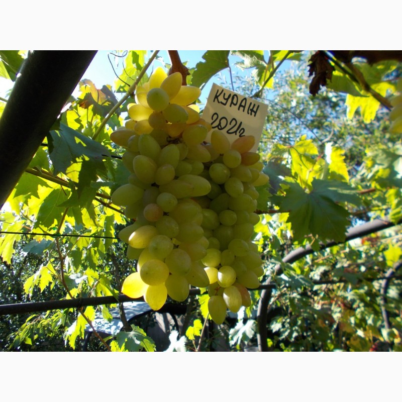 Фото 2. Саджанець винограду столових сортів (Україна)