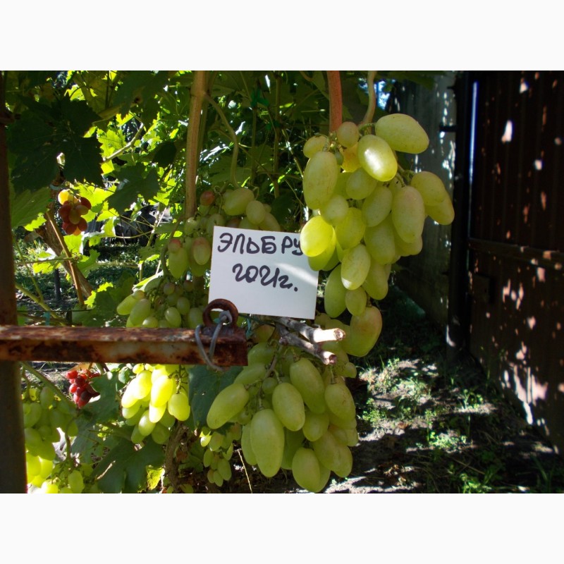 Фото 3. Саджанець винограду столових сортів (Україна)