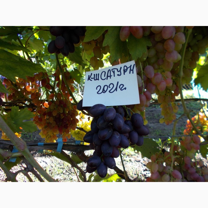 Фото 4. Саджанець винограду столових сортів (Україна)