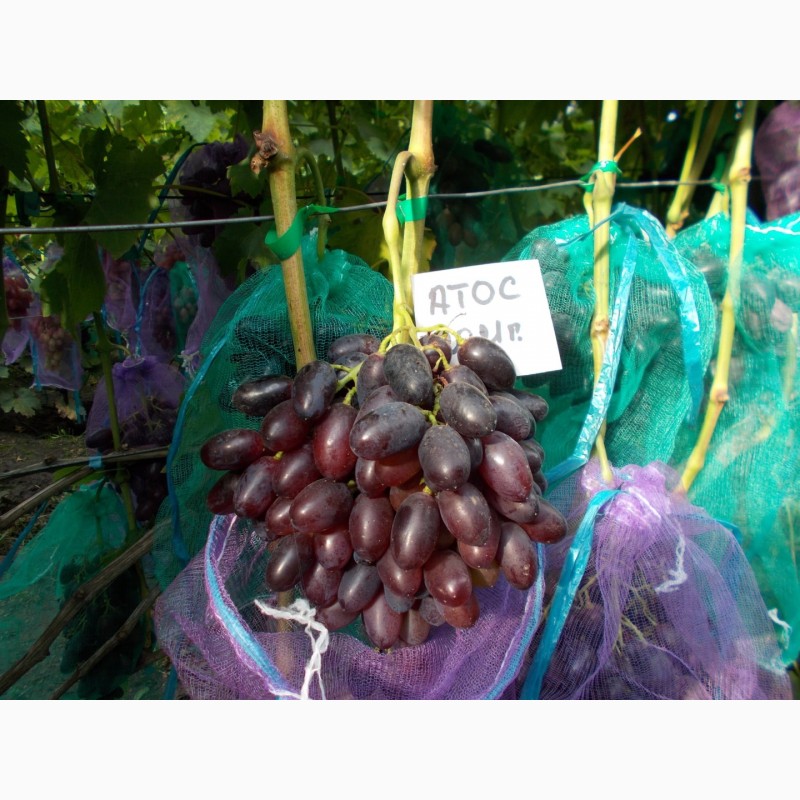 Фото 5. Саджанець винограду столових сортів (Україна)