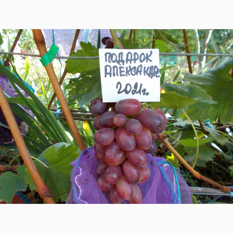 Фото 7. Саджанець винограду столових сортів (Україна)