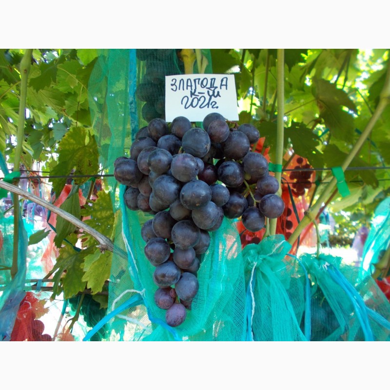 Фото 9. Саджанець винограду столових сортів (Україна)