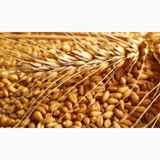 Пропонуємо насіння озимої пшениці елітних сортів врожай 2020 року