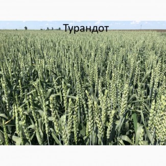 Семена озимой ранней пшеницы Турандот - 1реп. (265-275 дней)
