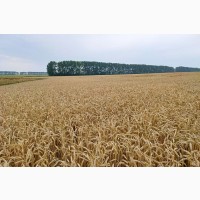 Продам посевной материал озимой пшеницы сорт Есаул (суперэлита)Краснодарская селекция