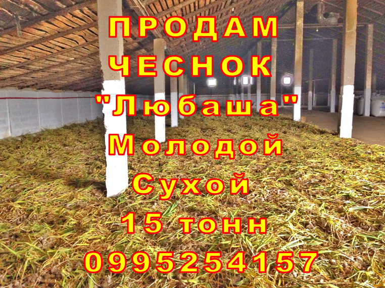 Фото 9. 15 тонн ПРОДАМ ЧЕСНОК 2023 Любаша Молодой Сухой Товарный Озимый Оптом Часник Garlic