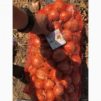 Продаж цибулі оптом, Полтавська область