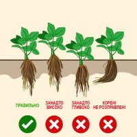 Якісні саджанці полуниці, розсада клубники свіжокопана, 30 сортів в наявності