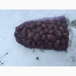 Картофель 2, 80 грн Торг, Сумская обл