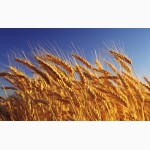 Купим пшеницу от производителя