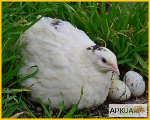Фото 3. Яйца инкубационные перепела Техасец - бройлер (США Texas A M)
