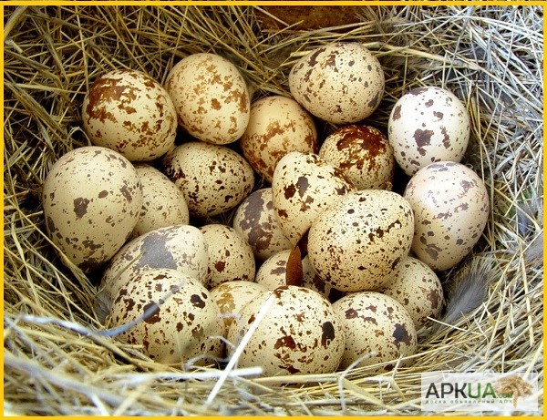 Фото 6. Яйца инкубационные перепела Техасец - бройлер (США Texas A M)