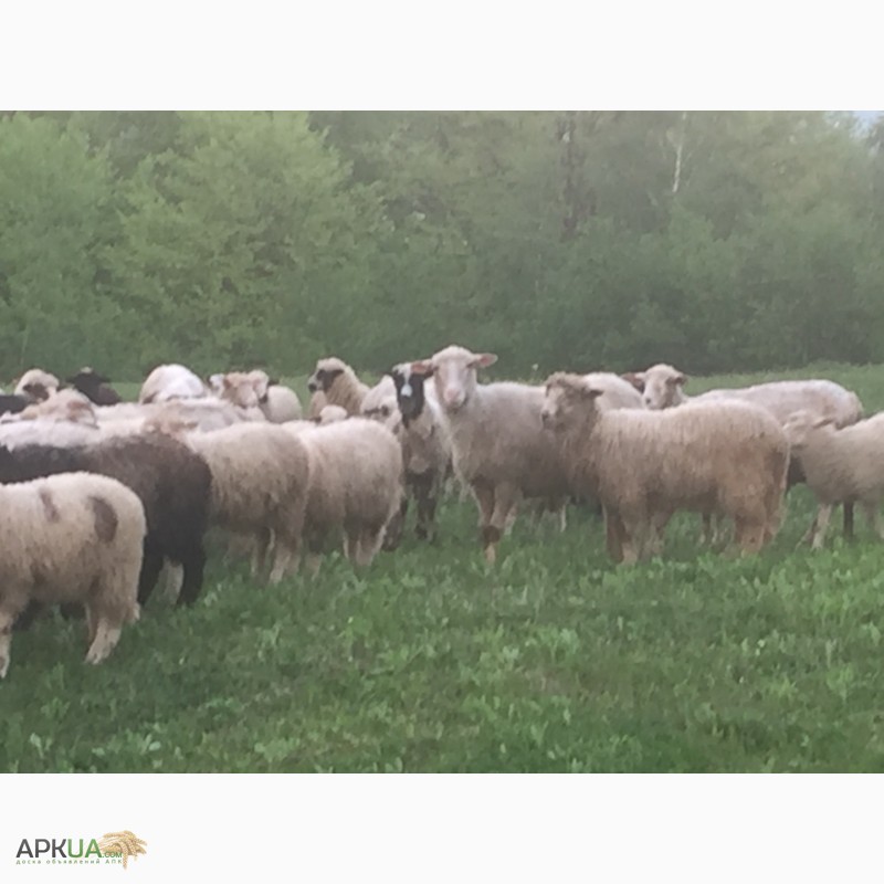 Фото 10. Продам баранів овець ягнят