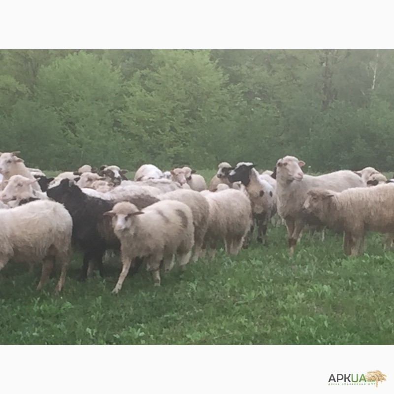 Фото 11. Продам баранів овець ягнят