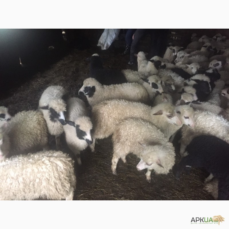 Фото 2. Продам баранів овець ягнят