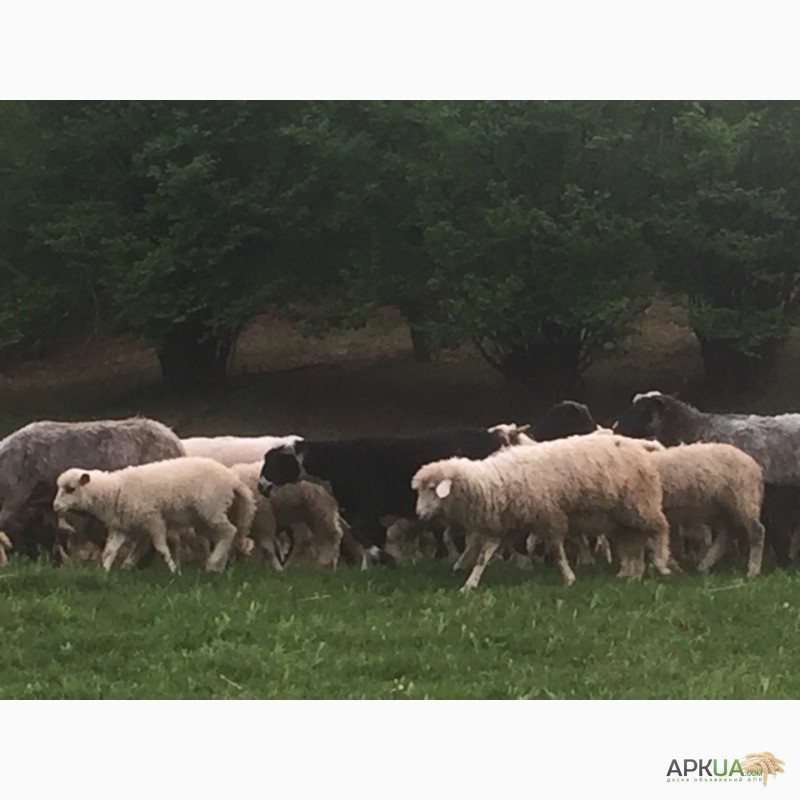 Фото 5. Продам баранів овець ягнят