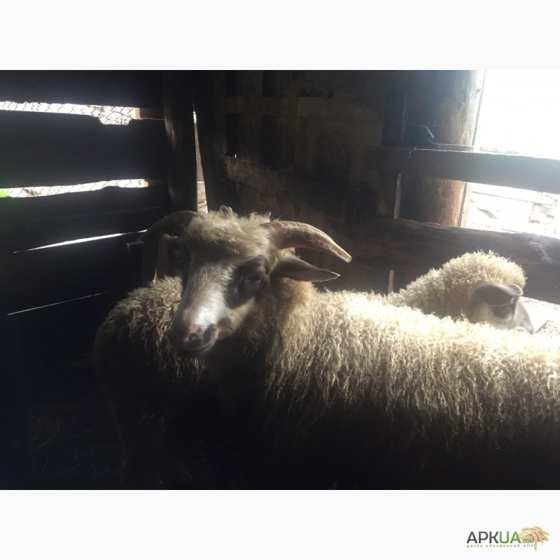 Фото 6. Продам баранів овець ягнят