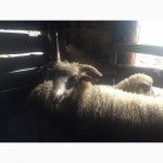 Продам баранів овець ягнят