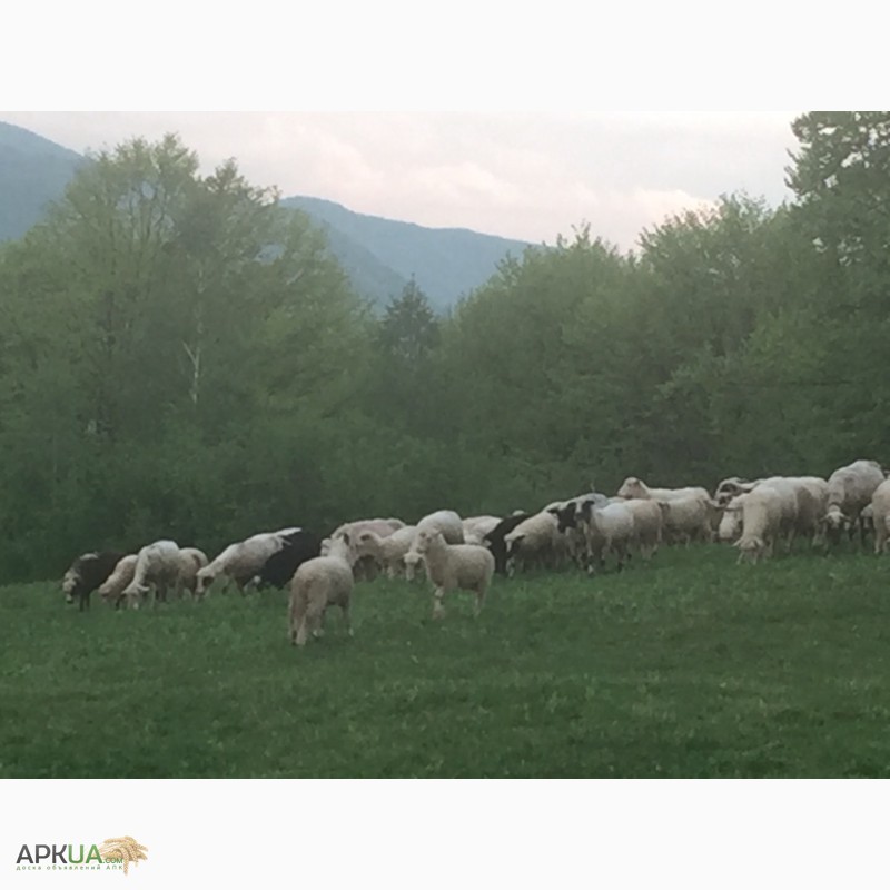 Фото 7. Продам баранів овець ягнят