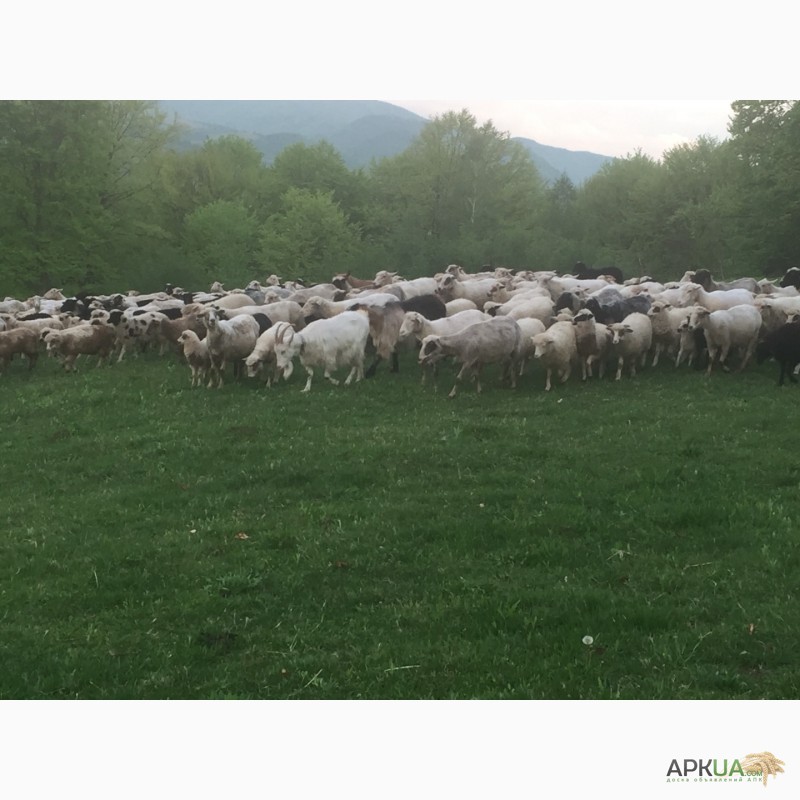 Фото 8. Продам баранів овець ягнят