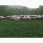 Продам баранів овець ягнят
