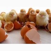 Приобретайте отборные инкубационные яйца Фокси Чик