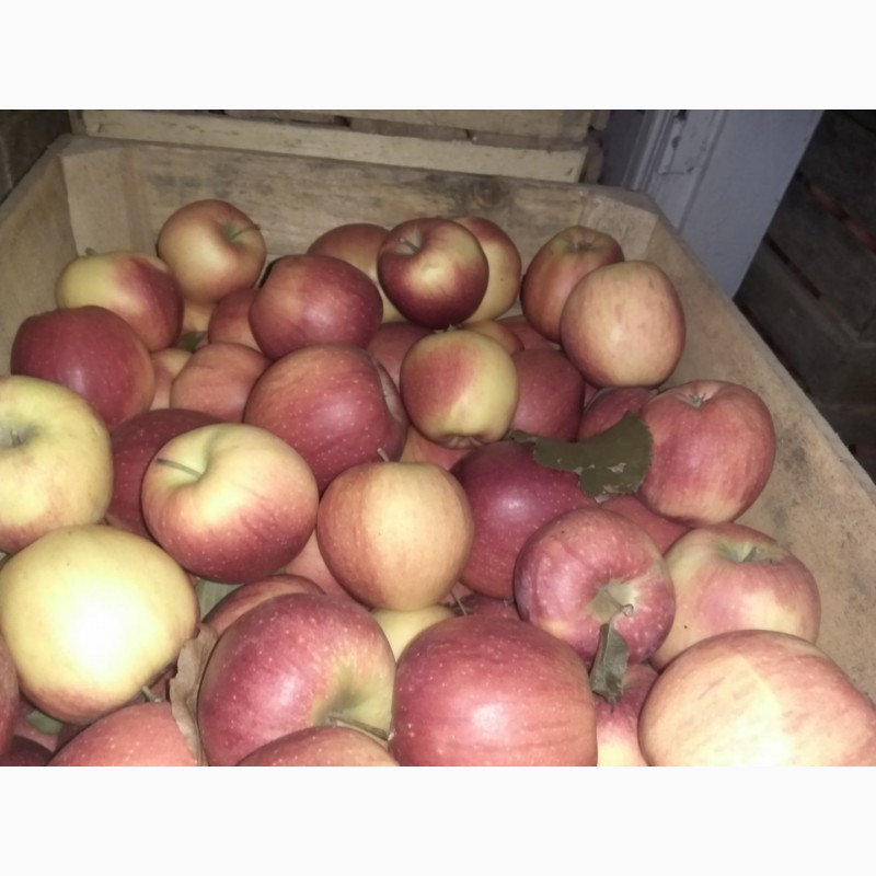 Фото 2. Продам яблука, сорт: голден, айдаред, флоріна, Ліза