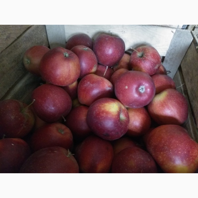 Фото 3. Продам яблука, сорт: голден, айдаред, флоріна, Ліза