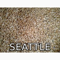 Ячмень яровой Сиэтл SEATTLЕ семена, урожай 2018 года