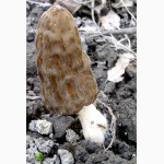 Мицелий Сморчок обыкновенный для выращивания грибов на участке высылаю новой почтой