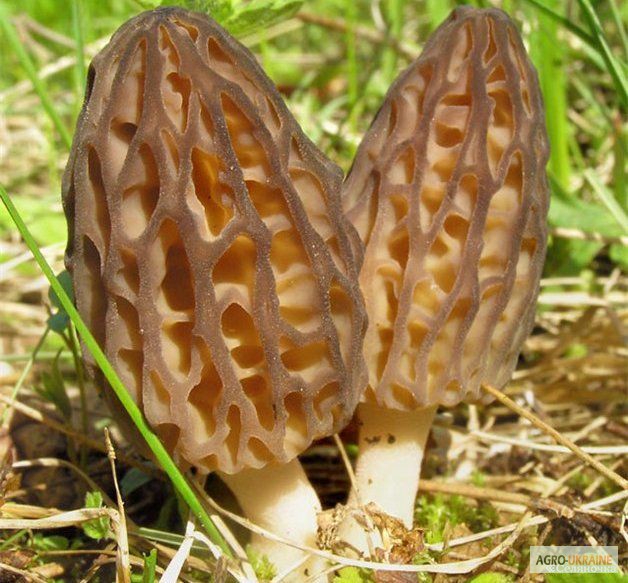  МИЦЕЛИЙ Сморчок обыкновенный для выращивания грибов на участке .