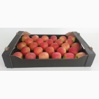 Польские яблоки разных сортов