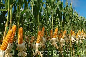 Фото 3. Купим кукурузу. Самовывоз