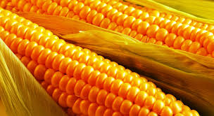 Фото 4. Купим кукурузу. Самовывоз