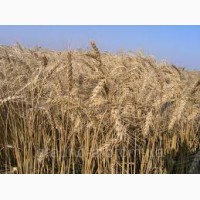 Продам Нива Одеська (пшеница)
