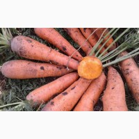 Продадим морковь и свеклу с поля