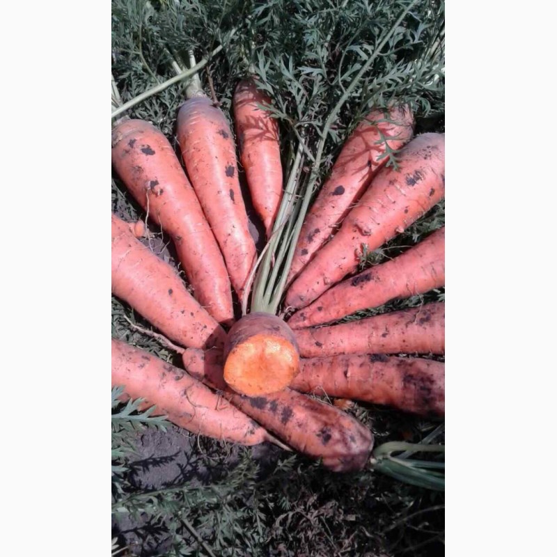 Фото 2. Продадим морковь и свеклу с поля
