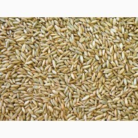 Куплю жито по Черниговской области за наличный расчет