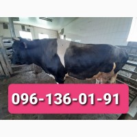 Дорого купую худобу (бики, корови, телята, телиці) в Тернопільській області