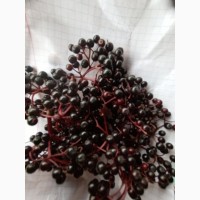 Купим свежую ягоду бузины в Запорожской обл., Пологи, Гуляй Поле