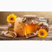 Куплю мед с подсолнуха