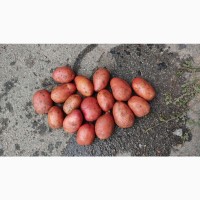 Продаж насіннєвої картоплі від 10 тонн
