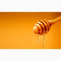 Закупка меду оптом у Полтавській області