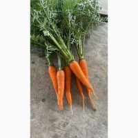 Морковь Нью Курода