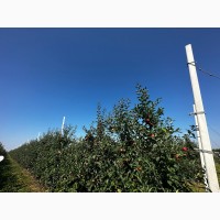 Продаємо яблука 1 та 2 гатунку, врожай 2023, м. Ужгород, ОПТ від 20 т