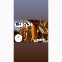 Насіння кукурудзи гібрид ВН 6763 (ФАО 320) (2023 рік), ТМ ВНІС