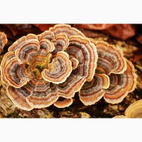 Продам гриб-трутовик траметес разноцветный